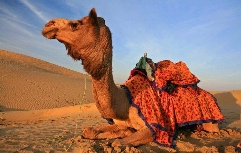 Camel in the Sahara Desert, a romantic experience for couples traveling in Morocco.