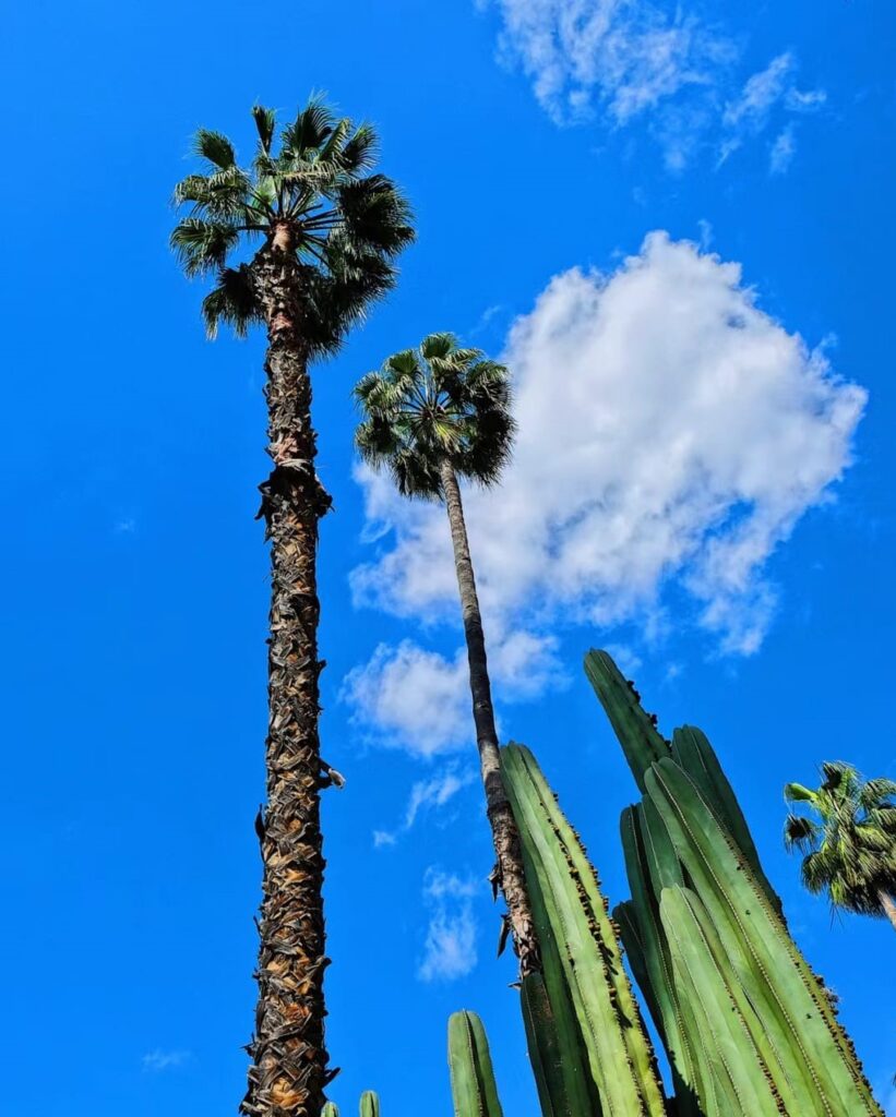 A lush landscape of the Majorelle Garden in Marrakech, showcasing vibrant colors and exotic plants, providing a serene and romantic setting for couples in romantic Morocco.